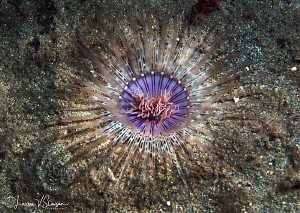 Bird's Eyeview of an Anemone/Photographed with a Canon 60... by Laurie Slawson 
